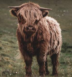 Shaggy cow