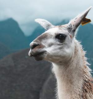 Llama