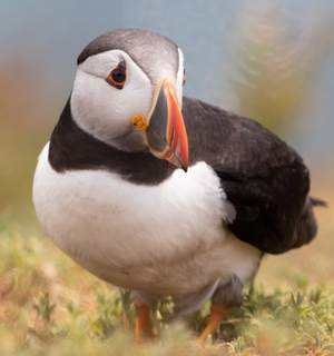 Puffin